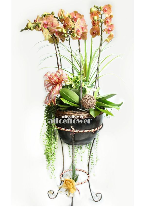 Lunar New Year Orchid,Starlight  Butterfly Orchid (Incld Stand)