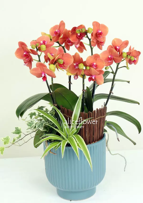 @[Mother´s Day Orchid],Delight season