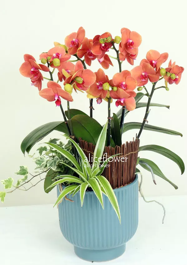 @[Orchid Designed],Delight season