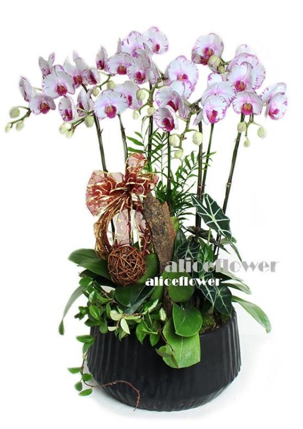 Birthday Orchids Designed,Good Fortune Phalaenopsis