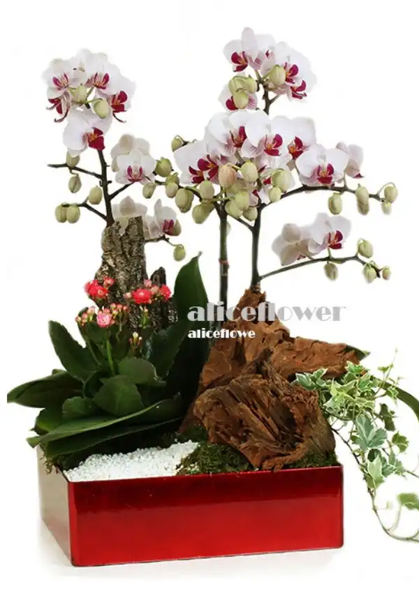 @[Chinese New Year Flowers],Gold blessing Orchid
