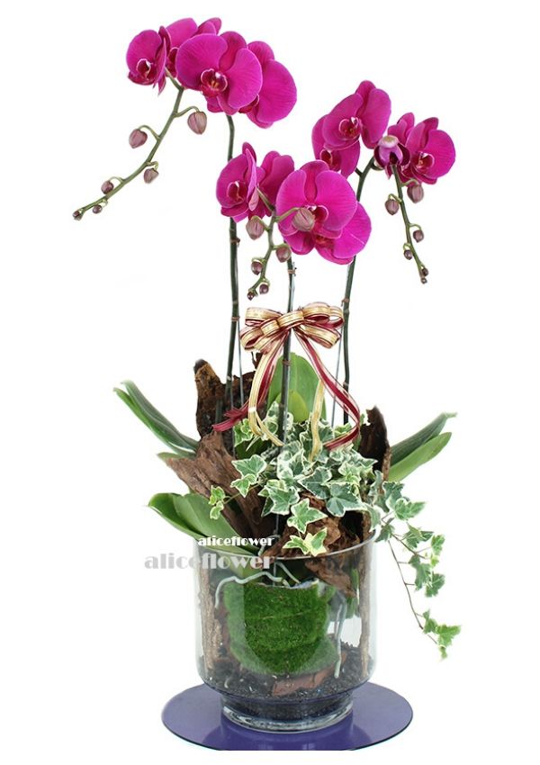 Orchid Designed,Hundred blessings