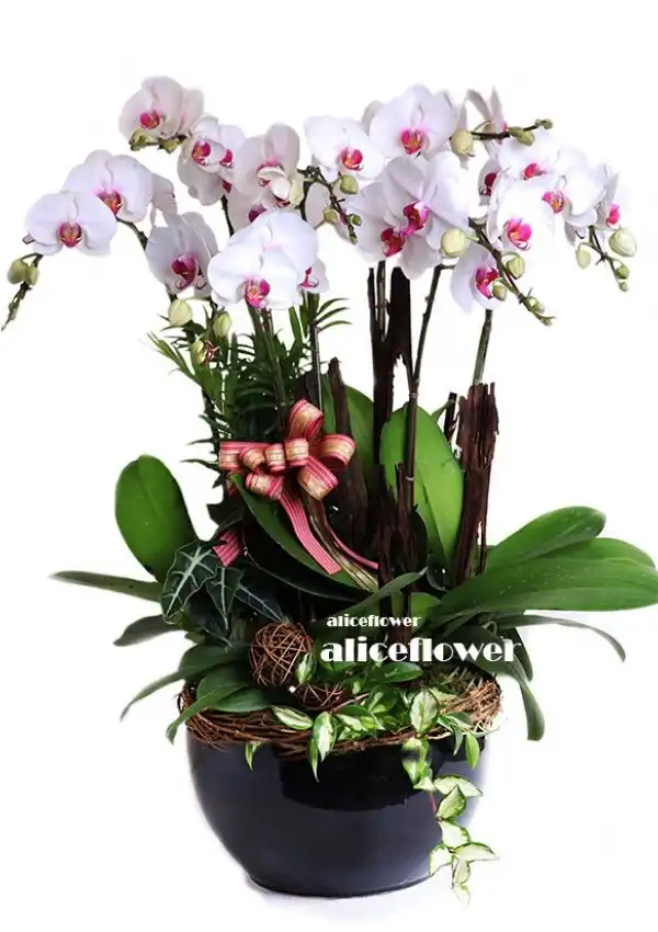 @[Opening Orchid Design],Elegant Phalaenopsis