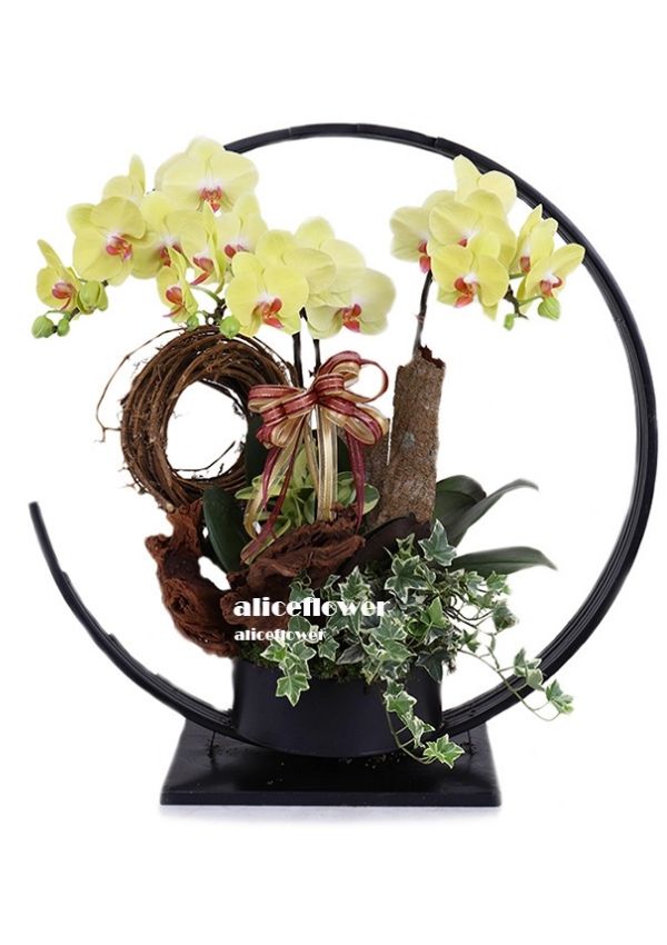 Lunar New Year Orchid,Chord month