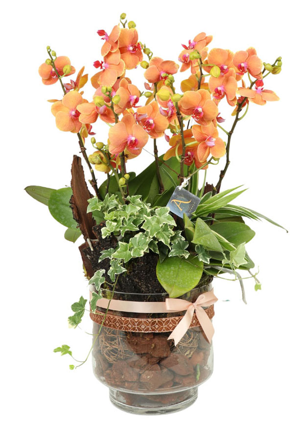 Lunar New Year Orchid,Longevity  health