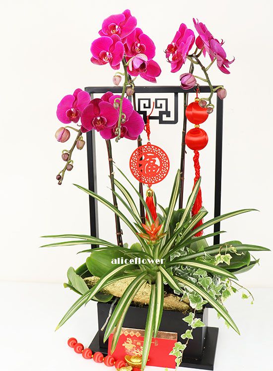 Lunar New Year Orchid,Prosperous New Year
