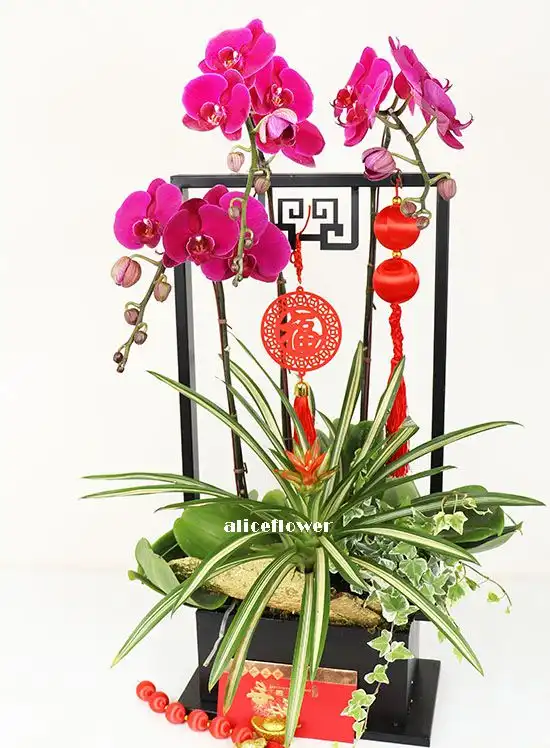@[Lunar New Year Orchid],Prosperous New Year