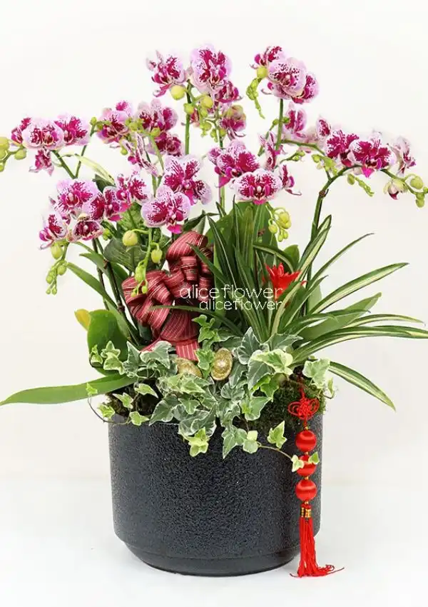 @[Chinese New Year Flowers],Rich blessings