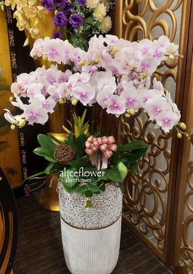 Funeral Orchids Designed,White Pink butterfly orchid