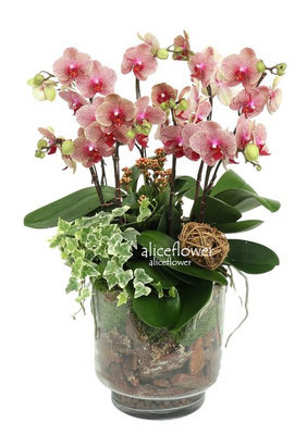 Moon Festival Orchid,Warm wishes