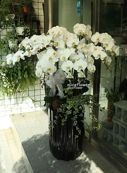@[Sympathy & Funeral Spray],White moon butterfly orchid