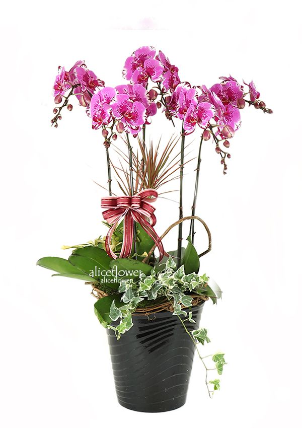 Birthday Orchids Designed,Collection Jinyue