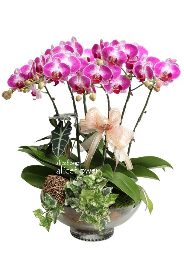 Lunar New Year Orchid,Luck wish