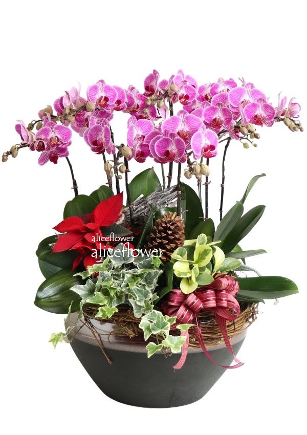蘭花盆栽組合,聖善夜聖誕蝴蝶蘭盆栽