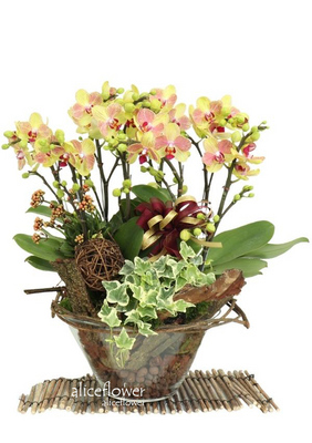 Birthday Orchids Designed,Family Health