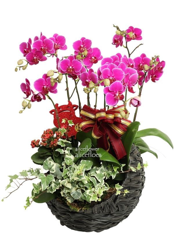 Lunar New Year Orchid,Fortune Universe