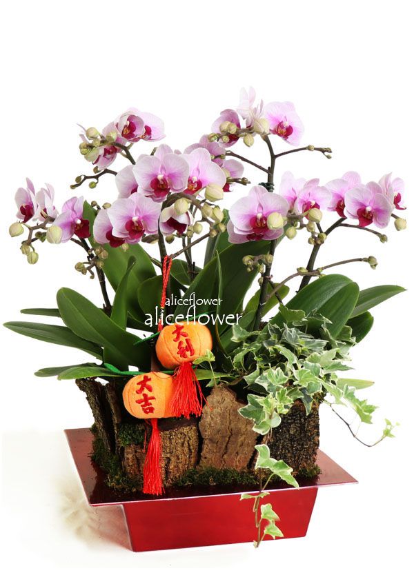 新年春節花禮,寶珠玉貝蘭花組合盆栽