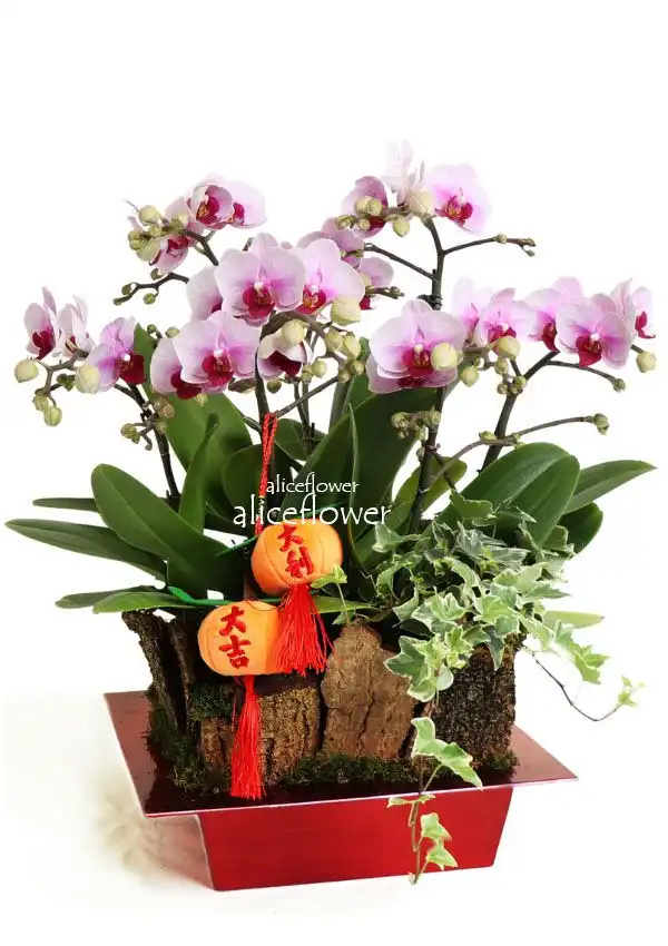 祝壽生日蘭花,寶珠玉貝蘭花組合盆栽