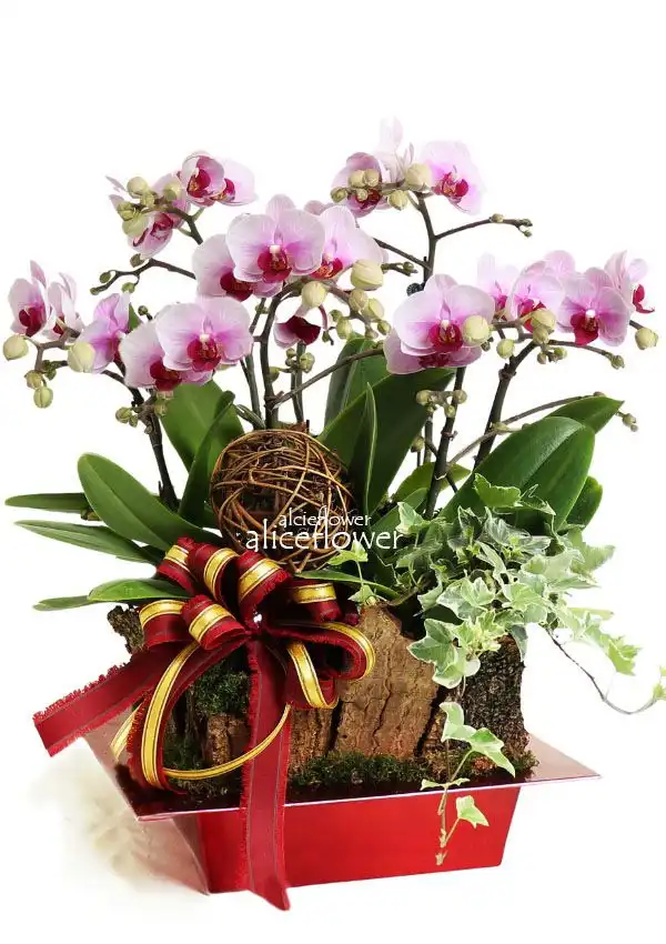 @[Birthday Orchids Designed],Baby Mom