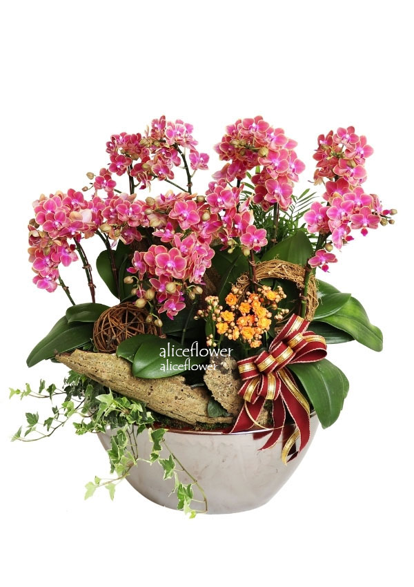 Moon Festival Orchid,Happy Dad