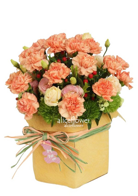 精緻盆花設計,花漾馨情橘色康乃馨盆花