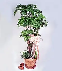 週年慶花禮-富貴樹地上盆栽,台北愛麗絲花坊.