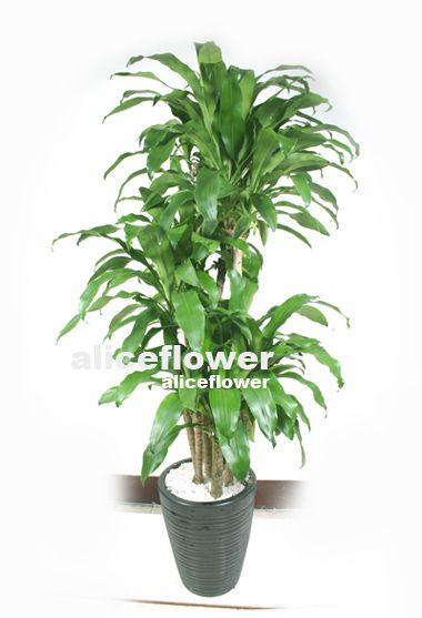 Green Plants,Frangrant Dracaena Plant