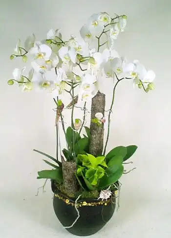 弔唁喪禮蘭花盆栽,白花黃心桌上型蝴蝶蘭