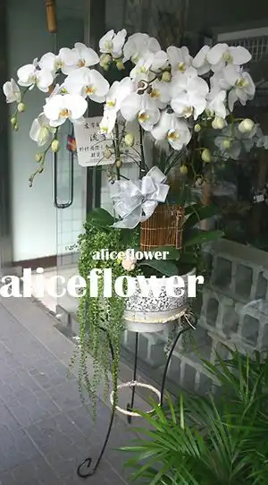 @[Funeral Orchids Designed],White Butterfly Orchid