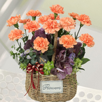 馨手親恩橘康乃馨盆花