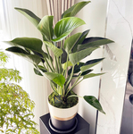 綠公主金鑽觀葉盆栽