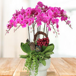 Wild dark pink Orchids