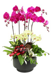 Father’s Day Orchid-Vase-Fun Colors Orchid
,Alice Florist Taipei, Taiwan.