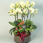 溫馨蘭韻黃花蝴蝶蘭