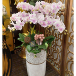 道範常存粉色系蝴蝶蘭(地上型)