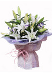 Lily,Sky Lily