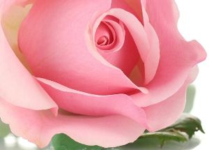 Chinese Valentine Day Import Roses Arrangement-台北愛麗絲花坊. Alice Florist Taipei, Taiwan
