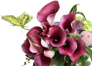 Calla lilies, Alice Florist Taipei, Taiwan.-台北愛麗絲花坊. Alice Florist Taipei, Taiwan