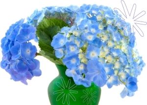 Hydrangea, Alice Florist Taipei, Taiwan.-台北愛麗絲花坊. Alice Florist Taipei, Taiwan