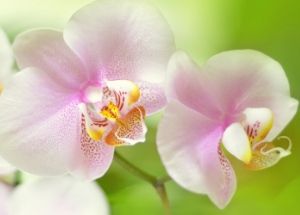Birthday Orchids plants in Taipei, Taiwan. Alice Florist-台北愛麗絲花坊. Alice Florist Taipei, Taiwan