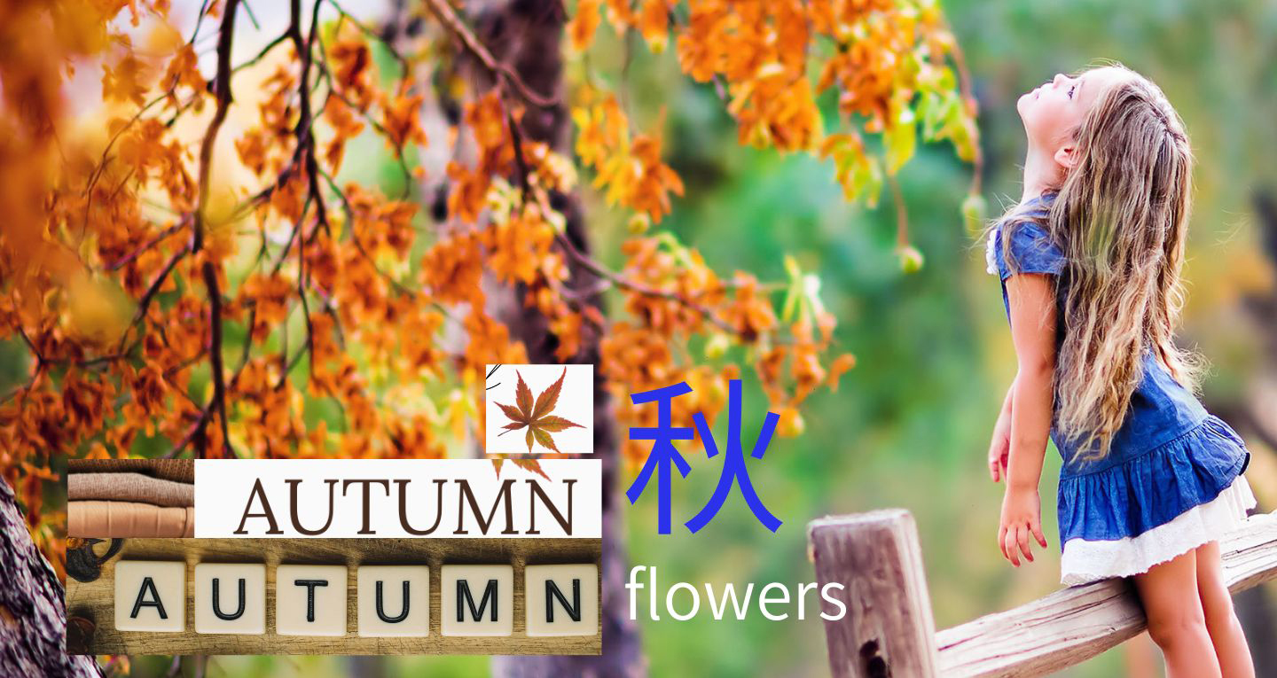 秋天花禮-秋之頌楓紅思想起