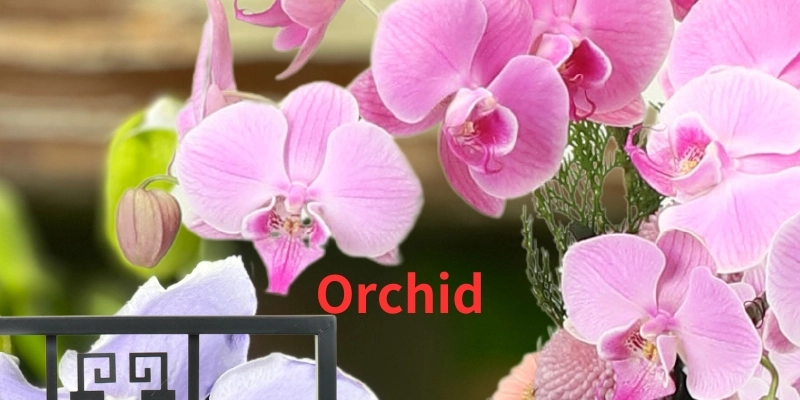 Send Chinese Lunar New Year Orchids in Taipei, New Taipei City, Taiwan., 台北愛麗絲花坊網路花店.