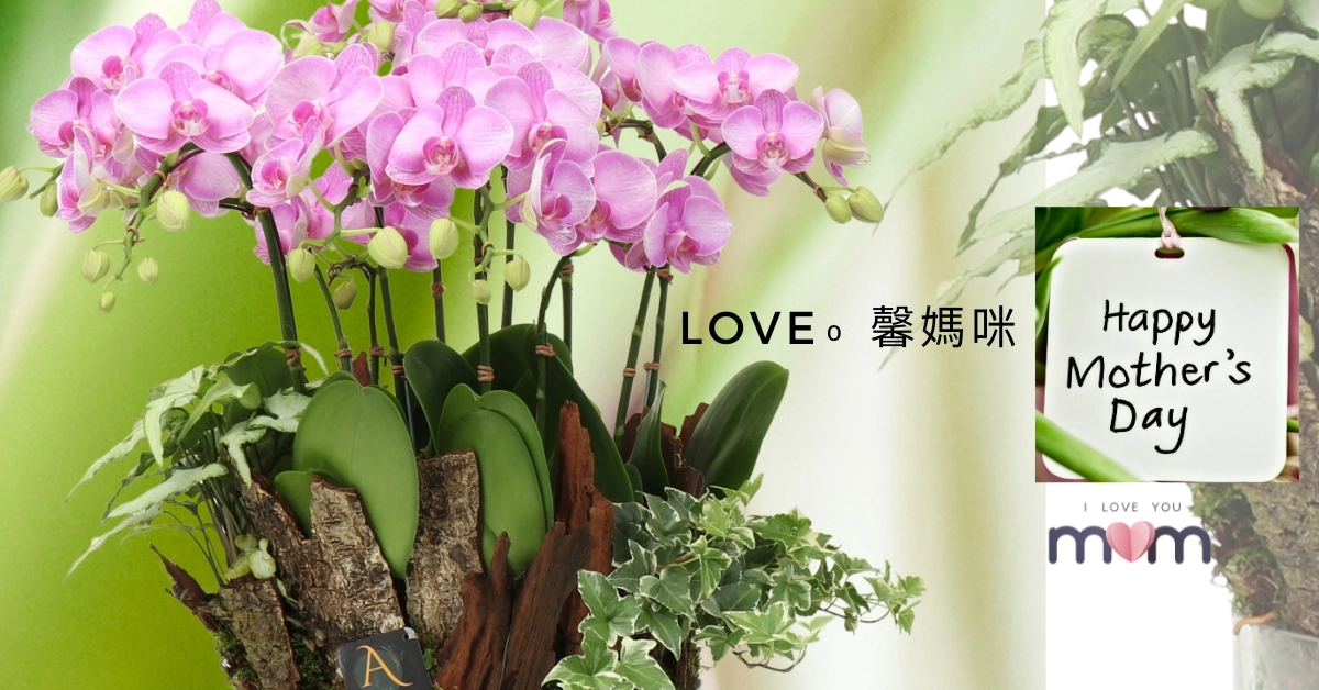母親節蘭花