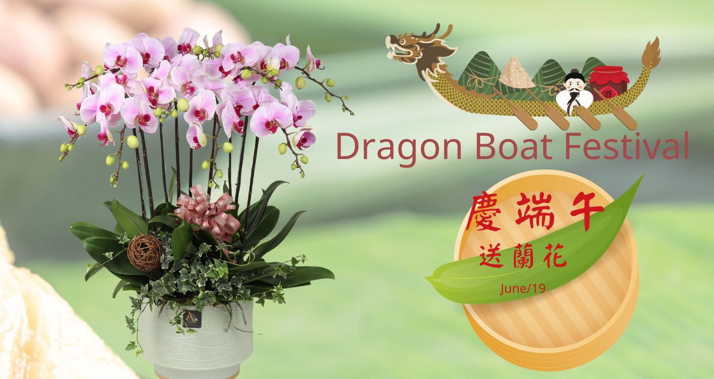 蘭花盆栽推薦-
