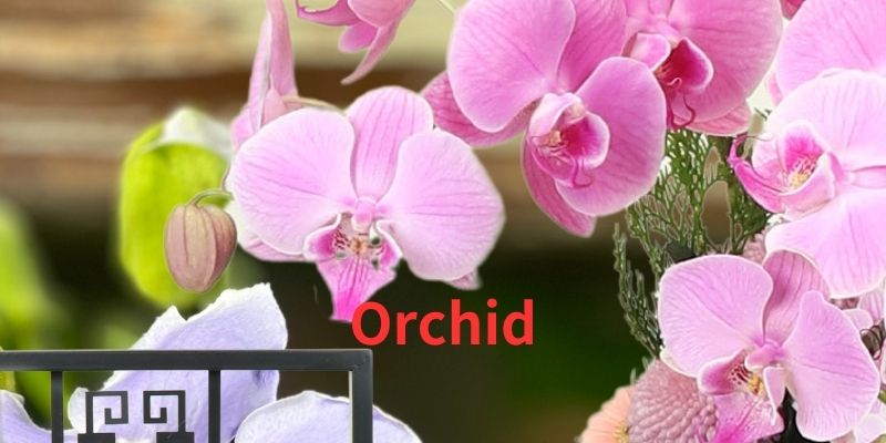 春節新年蘭花盆栽,聚吉祥,呈如意,送福報, 台北愛麗絲花坊網路花店.