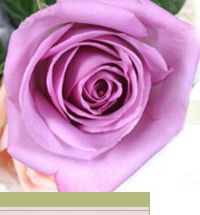 Roses Bouquet, Alice Florist Taipei, Taiwan.-台北愛麗絲花坊. Alice Florist Taipei, Taiwan