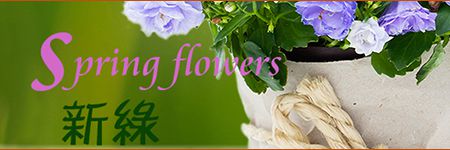 Spring Flowers, Alice Florist Taipei, Taiwan., Alice Florist Taipei, Taiwan.