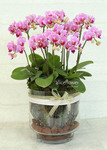 Orchid Design