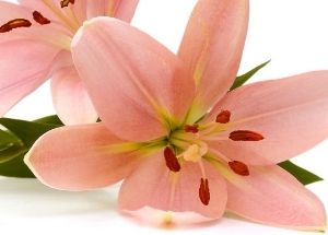 百合花束 - 台北愛麗絲花坊網路花店-台北愛麗絲花坊. Alice Florist Taipei, Taiwan